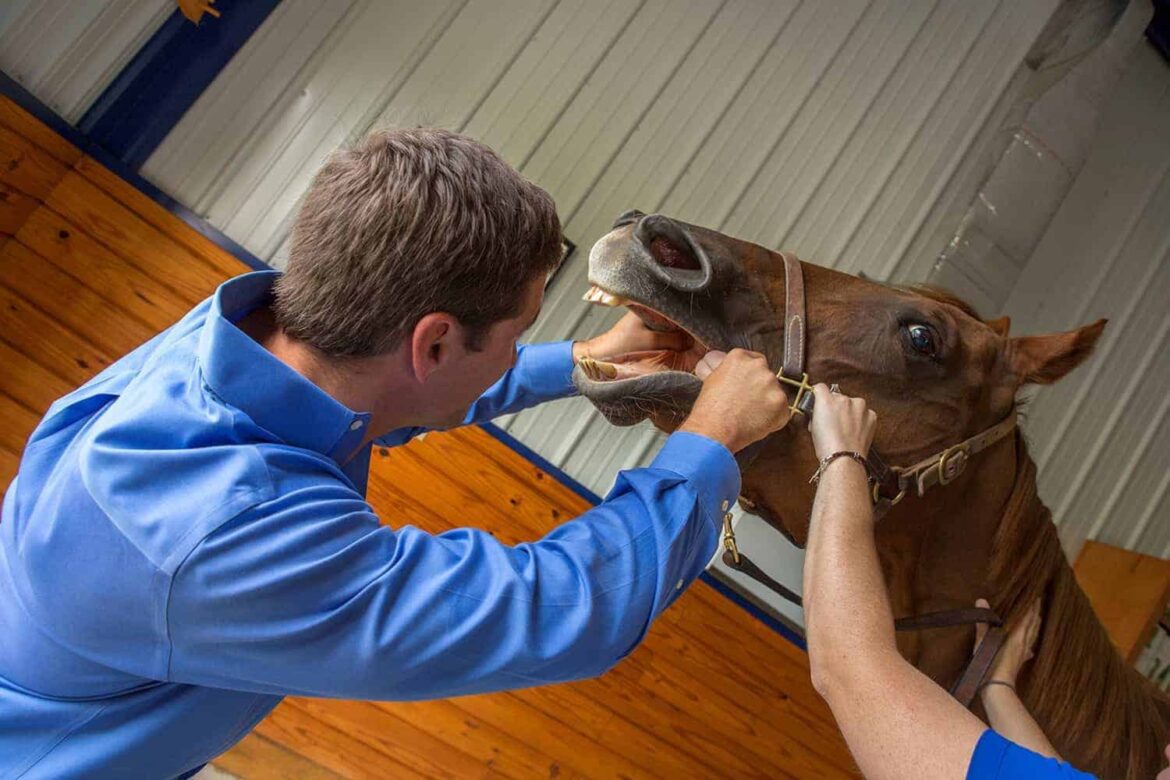equine dentistry